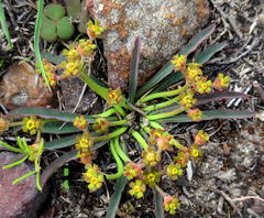Euphorbia silenifolia