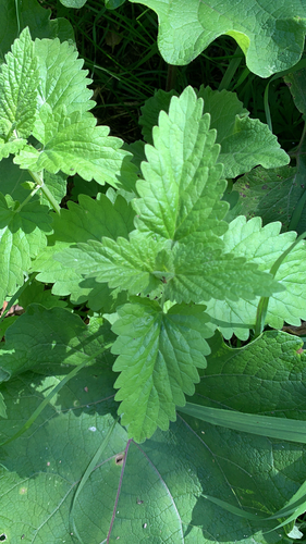 Catnip
