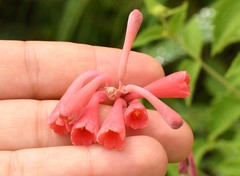 Polianthes zapopanensis
