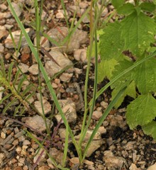 Polianthes zapopanensis