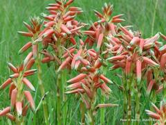 Aloe cooperi