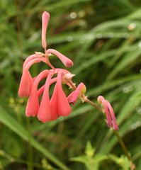 Polianthes zapopanensis