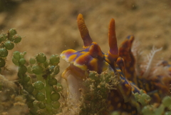 Miamira flavicostata