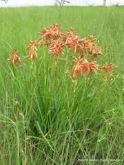 Aloe cooperi