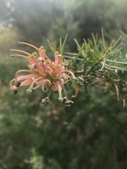 Grevillea juniperina
