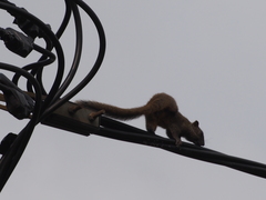 Callosciurus erythraeus styani