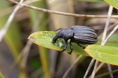 Lyperobius cupiendus
