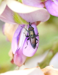 Idiella euidielloides