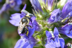 Anthophora terminalis