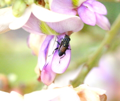 Idiella euidielloides