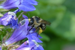 Anthophora terminalis