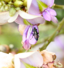 Idiella euidielloides