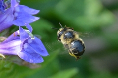 Anthophora terminalis