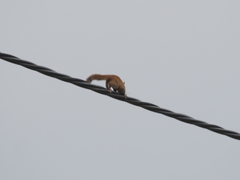 Callosciurus erythraeus styani