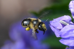 Anthophora terminalis