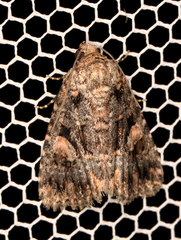 Condica macrosema