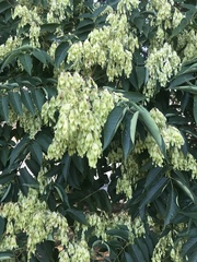Ailanthus altissima
