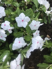 Catharanthus roseus