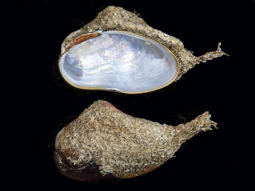 Representative image of Gregariella