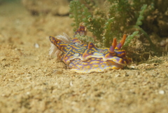 Miamira flavicostata