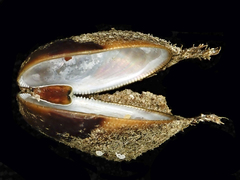 Gregariella splendida