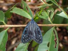 Cyclosia pieridoides