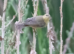 Phylloscopus ibericus