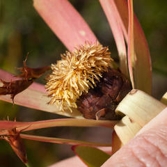 Leucadendron sessile