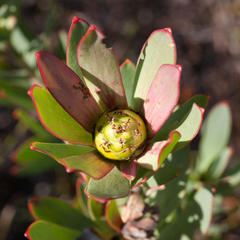 Leucadendron sessile