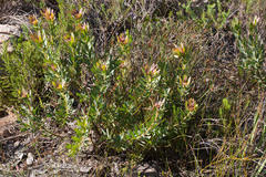 Leucadendron sessile
