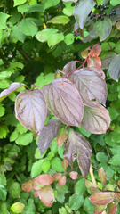 Cornus sanguinea