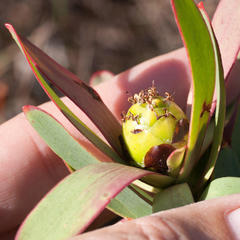 Leucadendron sessile