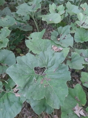 Petasites spurius