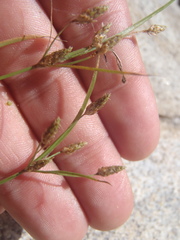Fimbristylis annua