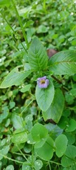 Limnophila rugosa