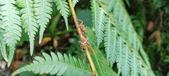 Cryptoderma formosense