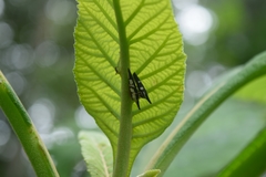 Polyglypta costata