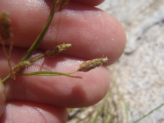 Fimbristylis annua
