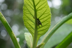 Polyglypta costata