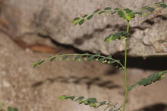 Phyllanthus loandensis