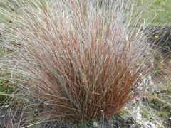 Schoenus pauciflorus