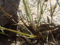 Fimbristylis annua