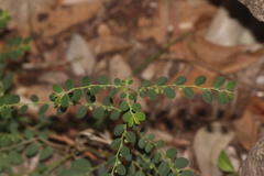 Phyllanthus loandensis