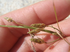 Fimbristylis annua