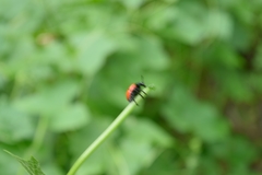 Chrysomeloidea