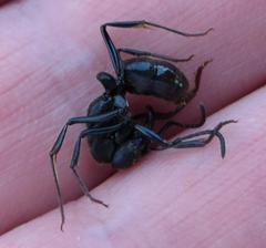 Paltothyreus tarsatus