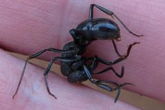 Paltothyreus tarsatus
