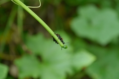 Chrysomeloidea