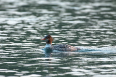 Mergus merganser