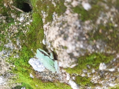 Hyla plicata